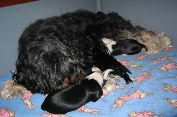 Tassels_pups.JPG