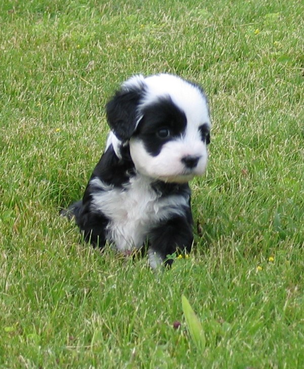 Panda_in_deep_grass.JPG