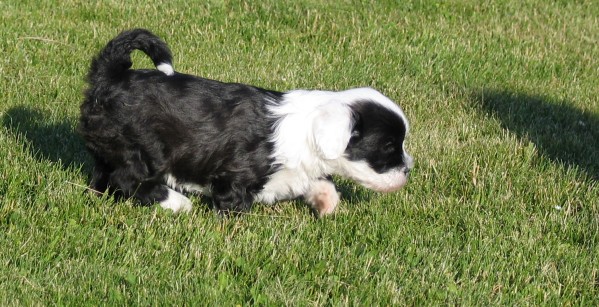 panda_the_pointer.JPG