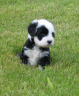 thm_Panda_in_deep_grass.gif
