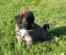 thm_paddiington_july_04.gif