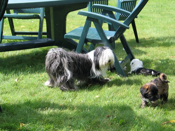 Becca_pups_playing.JPG