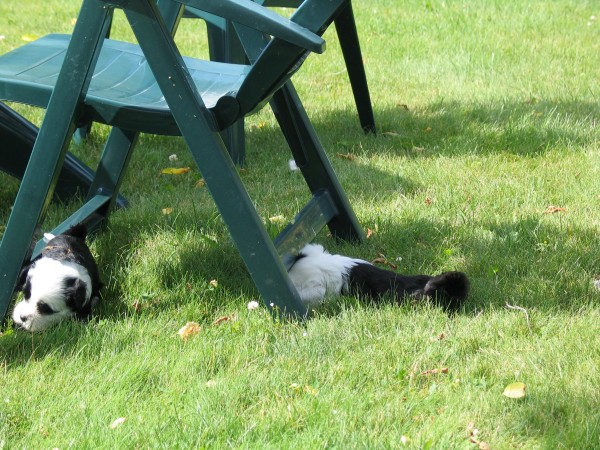 panda_pippa_resting.JPG