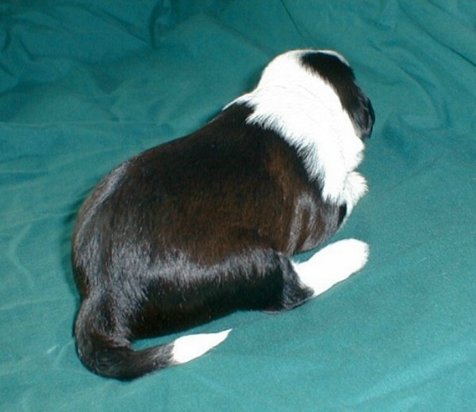 ../Images/Quiannu2_3_wks.jpg