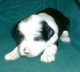Thumbs/tn_Quiannu1_3_wks.jpg