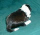 Thumbs/tn_Quiannu2_3_wks.jpg