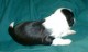 Thumbs/tn_Quiannu3_3_wks.jpg