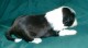 Thumbs/tn_Quiannu4_3_wks.jpg