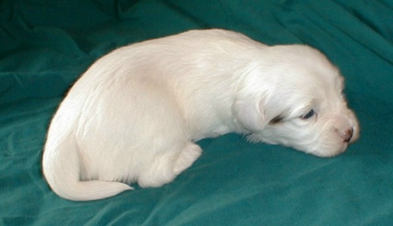 ../Images/Quiara1_3_wks.jpg
