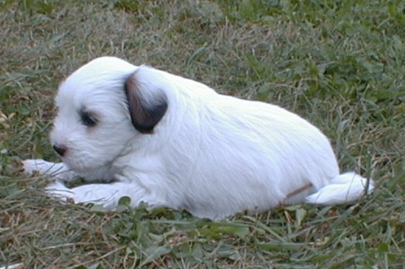 ../Images/Quiara1_4_5_wks.jpg