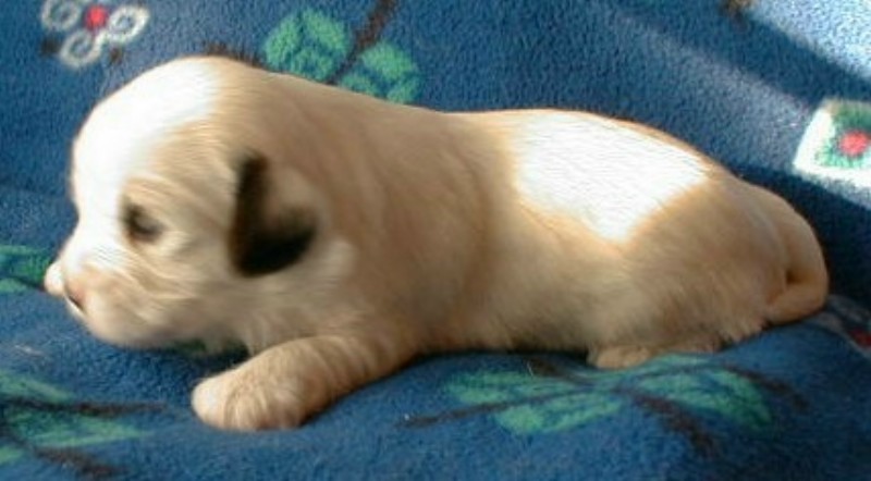 ../Images/Quiara2_3_wks.jpg