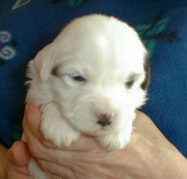 ../Images/Quiara3_3_wks.jpg