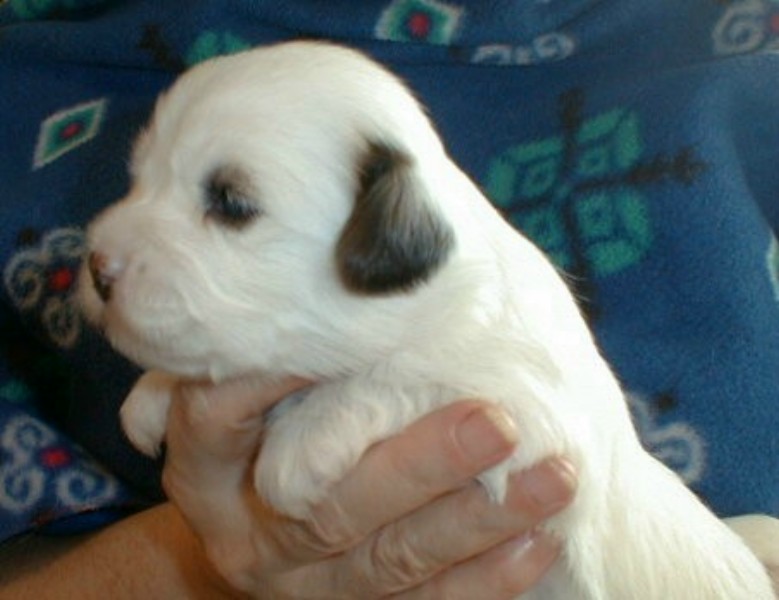 ../Images/Quiara4_3_wks.jpg