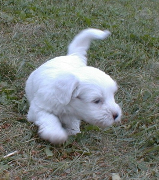 ../Images/Quiara_running_4_5_wks.jpg