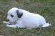 Thumbs/tn_Quiara1_4_5_wks.jpg