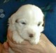 Thumbs/tn_Quiara3_3_wks.jpg