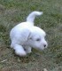 Thumbs/tn_Quiara_running_4_5_wks.jpg