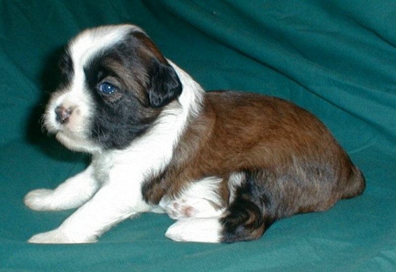 ../Images/Quigley1_3_wks.jpg