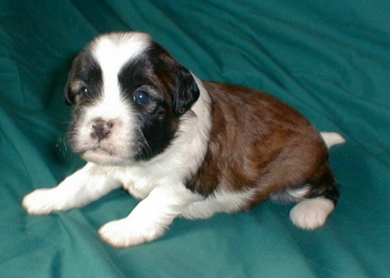 ../Images/Quigley2_3_wks.jpg