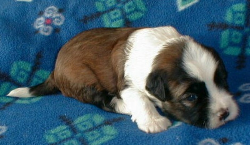 ../Images/Quigley4_3_wks.jpg