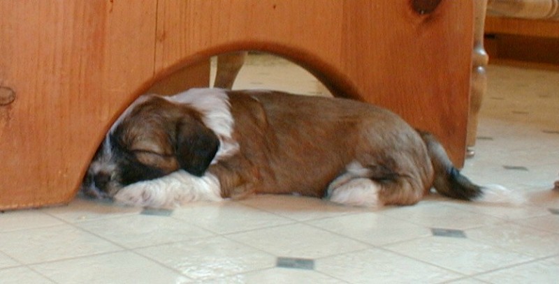 ../Images/quigley1_arch_4_5_wks.jpg