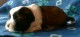 Thumbs/tn_Quigley5_3_wks.jpg