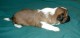 Thumbs/tn_Quiko1_3_wks.jpg