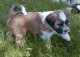 Thumbs/tn_quiko1_4_5_wks.jpg