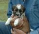 Thumbs/tn_quiko21_4_5_wks.jpg