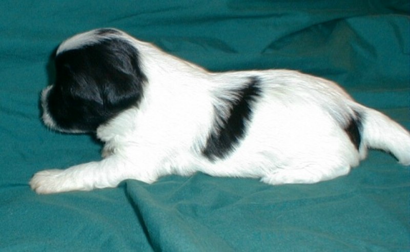 ../Images/Quintessa1_3_wks.jpg