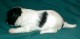 Thumbs/tn_Quintessa2_3_wks.jpg