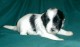 Thumbs/tn_Quintessa3_3_wks.jpg